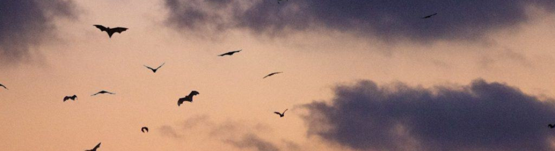 Manejo de Morcegos como Eliminar  24 HORAS